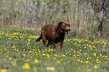 LABRADOR 1026